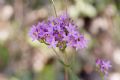 Centaurium erythraea